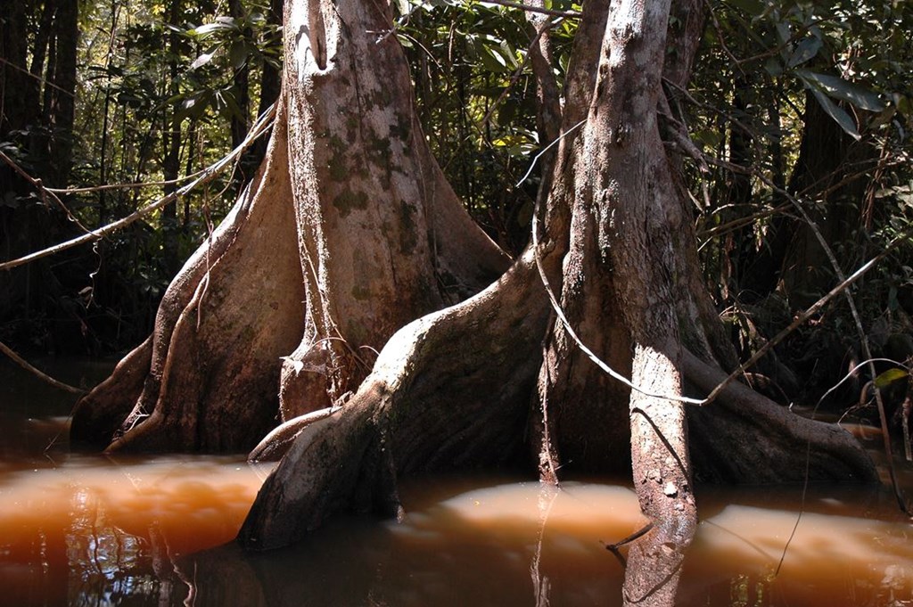 266   Mangrowce, Honduras